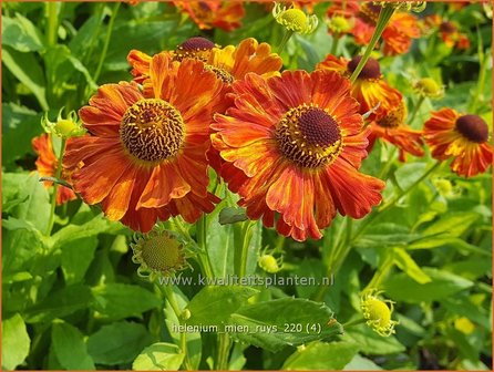 Helenium &amp;#39;Mien Ruys&amp;#39; | Zonnekruid | Sonnenbraut