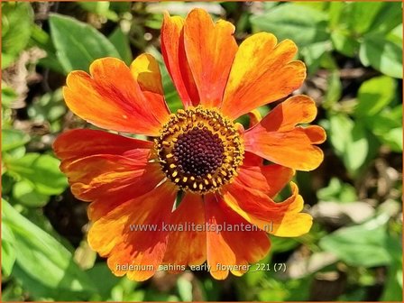 Helenium &amp;#39;Sahins Early Flowerer&amp;#39; | Zonnekruid | Sonnenbraut