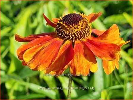 Helenium &amp;#39;Sahins Early Flowerer&amp;#39; | Zonnekruid | Sonnenbraut