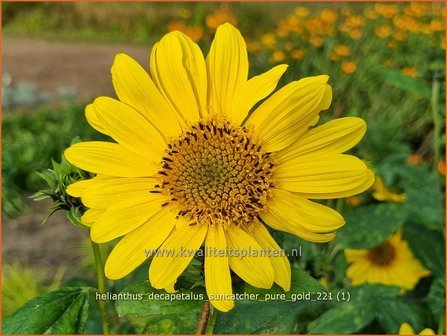 Helianthus decapetalus &amp;#39;Suncatcher Pure Gold&amp;#39; | Vaste zonnebloem | Stauden-Sonnenblume