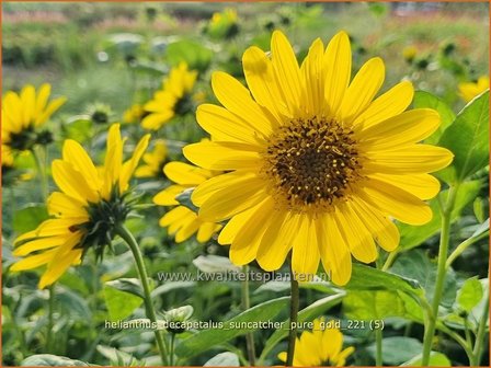 Helianthus decapetalus &amp;#39;Suncatcher Pure Gold&amp;#39; | Vaste zonnebloem | Stauden-Sonnenblume