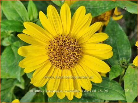 Helianthus decapetalus &amp;#39;Suncatcher Pure Gold&amp;#39; | Vaste zonnebloem | Stauden-Sonnenblume