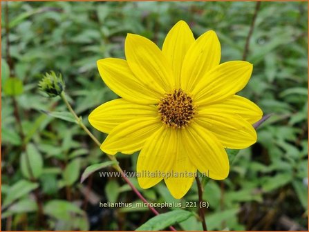 Helianthus microcephalus | Vaste zonnebloem | Kleinblumige Sonnenblume