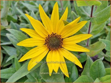 Helianthus mollis | Vaste zonnebloem | Behaarte Sonnenblume