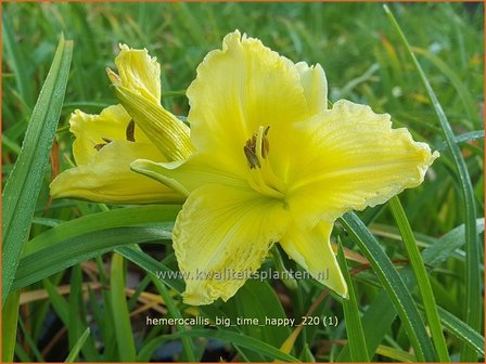 Hemerocallis &#039;Big Time Happy&#039; | Daglelie | Taglilie