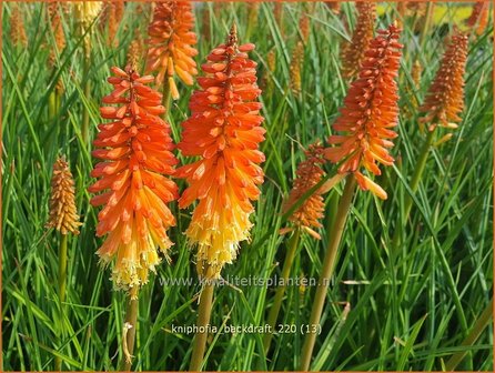 Kniphofia &amp;#39;Backdraft&amp;#39; | Vuurpijl, Fakkellelie | Fackellilie