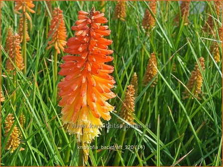 Kniphofia &amp;#39;Backdraft&amp;#39; | Vuurpijl, Fakkellelie | Fackellilie