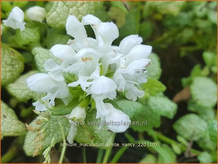 Lamium maculatum &amp;#39;White Nancy&amp;#39; | Gevlekte dovenetel, Dovenetel | Gefleckte Taubnessel