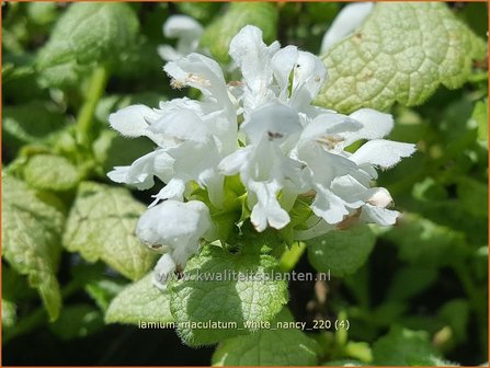 Lamium maculatum &amp;#39;White Nancy&amp;#39; | Gevlekte dovenetel, Dovenetel | Gefleckte Taubnessel