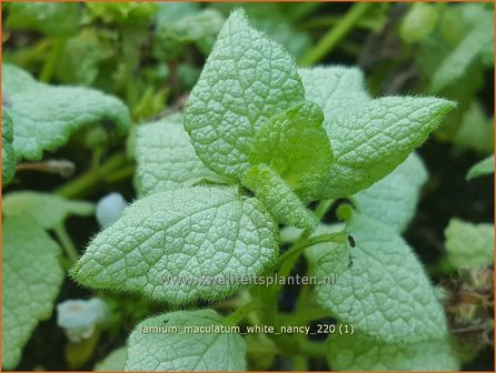 Lamium maculatum &amp;#39;White Nancy&amp;#39; | Gevlekte dovenetel, Dovenetel | Gefleckte Taubnessel