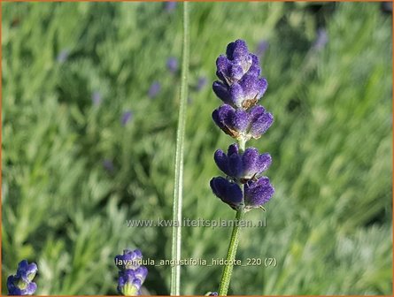 Lavandula angustifolia &#039;Hidcote&#039; | Echte lavendel, Gewone lavendel, Lavendel | Echter Lavendel