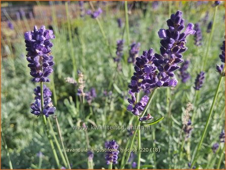 Lavandula angustifolia &#039;Hidcote&#039; | Echte lavendel, Gewone lavendel, Lavendel | Echter Lavendel