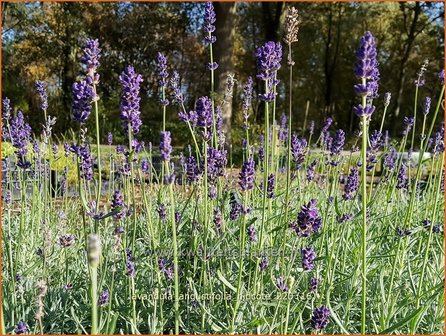 Lavandula angustifolia &#039;Hidcote&#039; | Echte lavendel, Gewone lavendel, Lavendel | Echter Lavendel