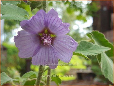 Lavatera &amp;#39;Lilac Lady&amp;#39; | Struikmalva | Buschmalve