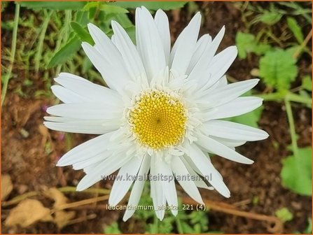 Leucanthemum &amp;#39;Alaska&amp;#39; | Margriet | Grossblumige Margerite