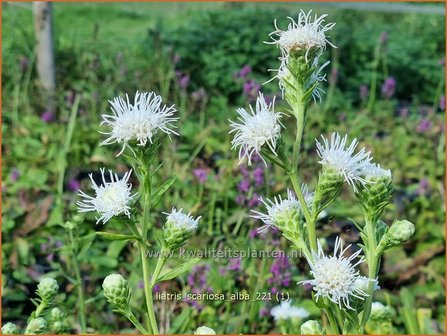 Liatris scariosa &amp;#39;Alba&amp;#39; | Prachtschaarde, Knopige slangenwortel | &Auml;stige Prachtscharte