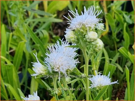 Liatris scariosa &amp;#39;Alba&amp;#39; | Prachtschaarde, Knopige slangenwortel | &Auml;stige Prachtscharte