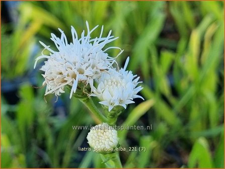 Liatris scariosa &amp;#39;Alba&amp;#39; | Prachtschaarde, Knopige slangenwortel | &Auml;stige Prachtscharte