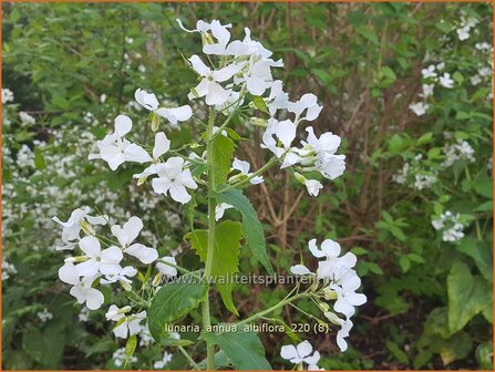 Lunaria annua &amp;#39;Albiflora&amp;#39; | Judaspenning | Einj&auml;hriges Silberblatt