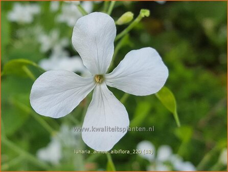 Lunaria annua &amp;#39;Albiflora&amp;#39; | Judaspenning | Einj&auml;hriges Silberblatt