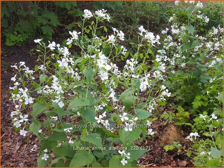 Lunaria annua &amp;#39;Albiflora&amp;#39; | Judaspenning | Einj&auml;hriges Silberblatt