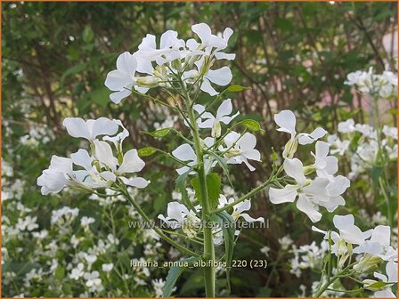 Lunaria annua &amp;#39;Albiflora&amp;#39; | Judaspenning | Einj&auml;hriges Silberblatt