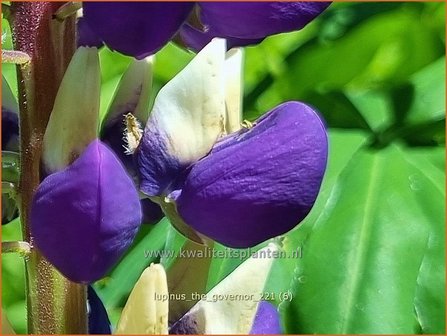 Lupinus &amp;#39;The Governor&amp;#39;