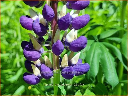 Lupinus &amp;#39;The Governor&amp;#39; | Lupine | Lupine