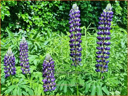 Lupinus &amp;#39;The Governor&amp;#39; | Lupine | Lupine