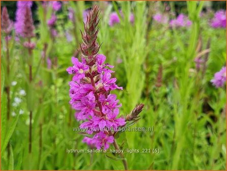 Lythrum salicaria &amp;#39;Happy Lights&amp;#39; | Grote kattenstaart, Kattenstaart | Blutweiderich