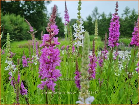 Lythrum salicaria &amp;#39;Happy Lights&amp;#39; | Grote kattenstaart, Kattenstaart | Blutweiderich