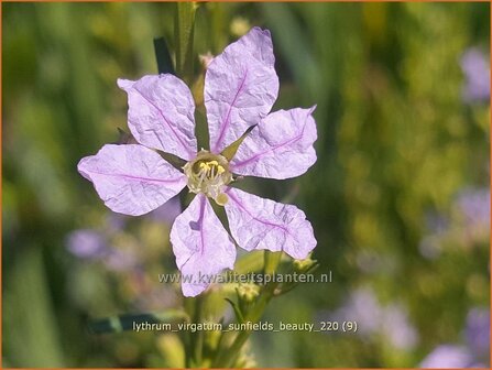 Lythrum virgatum &#039;Sunfields Beauty&#039; | Fijne kattenstaart, Kattenstaart | Ruten-Weiderich | Wand Loosestrife