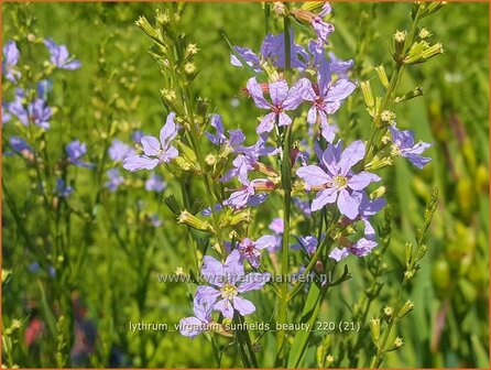 Lythrum virgatum &#039;Sunfields Beauty&#039; | Fijne kattenstaart, Kattenstaart | Ruten-Weiderich