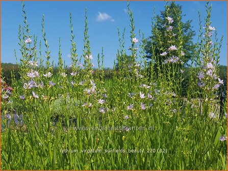 Lythrum virgatum &#039;Sunfields Beauty&#039; | Fijne kattenstaart, Kattenstaart | Ruten-Weiderich