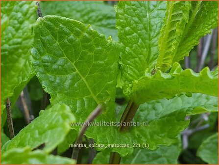 Mentha spicata &#039;Maroccan&#039; | Aarmunt, Groene munt, Kruizemunt, Marokkaanse munt | &Auml;hrige Minze