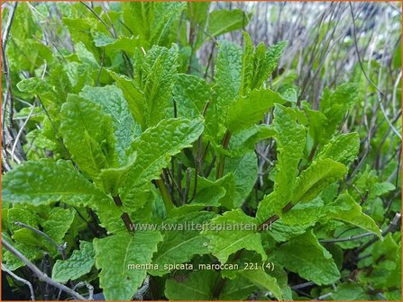 Mentha spicata &#039;Maroccan&#039; | Aarmunt, Groene munt, Kruizemunt, Marokkaanse munt | &Auml;hrige Minze