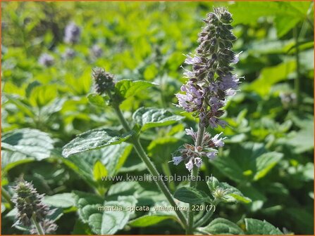 Mentha spicata &amp;#39;Weinminze&amp;#39; | Aarmunt, Groene munt, Kruizemunt, Munt | &Auml;hrige Minze