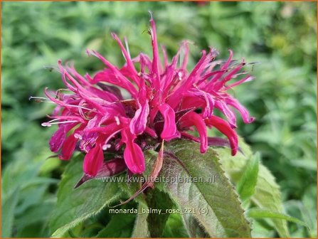 Monarda &amp;#39;Balmy Rose&amp;#39; | Bergamotplant, Indianennetel | Indianernessel