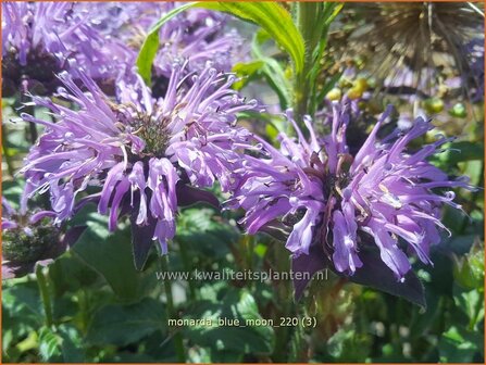 Monarda &amp;#39;Blue Moon&amp;#39; | Bergamotplant, Indianennetel | Indianernessel