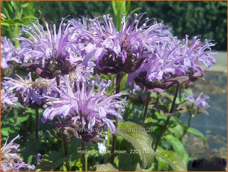 Monarda &amp;#39;Blue Moon&amp;#39;