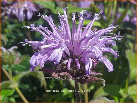 Monarda &amp;#39;Blue Moon&amp;#39; | Bergamotplant, Indianennetel | Indianernessel