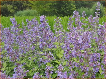 Nepeta faassenii &amp;#39;Blue Wonder&amp;#39; | Grijs kattenkruid, Kattenkruid | Blaue Katzenminze