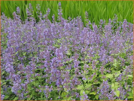 Nepeta faassenii &amp;#39;Blue Wonder&amp;#39; | Grijs kattenkruid, Kattenkruid | Blaue Katzenminze