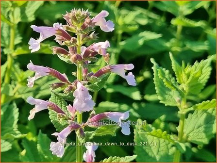 Nepeta grandiflora &#039;Dawn to Dusk&#039; | Kattenkruid | Gro&szlig;bl&uuml;tige Katzenminze