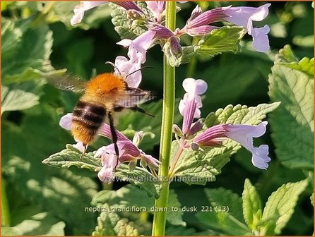 Nepeta grandiflora &#039;Dawn to Dusk&#039; | Kattenkruid | Gro&szlig;bl&uuml;tige Katzenminze