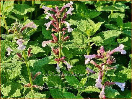 Nepeta grandiflora &#039;Dawn to Dusk&#039; | Kattenkruid | Gro&szlig;bl&uuml;tige Katzenminze