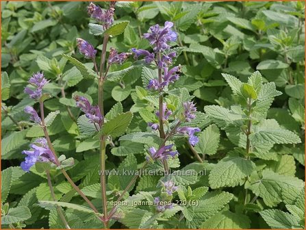 Nepeta &amp;#39;Joanna Reed&amp;#39; | Kattenkruid | Katzenminze