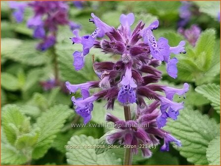 Nepeta racemosa &amp;#39;Odeur Citron&amp;#39; | Kattenkruid | Traubige Katzenminze