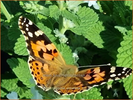 Nepeta racemosa &amp;#39;Snowflake&amp;#39; | Kattenkruid | Traubige Katzenminze