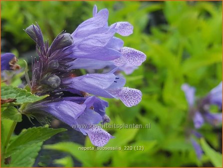 Nepeta subsessilis | Kattenkruid | Sitzende Katzenminze